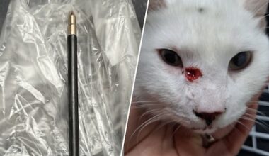 Eindhovense katten in dezelfde straat aangevallen met kruisboog