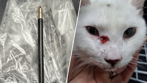 Eindhovense katten in dezelfde straat aangevallen met kruisboog