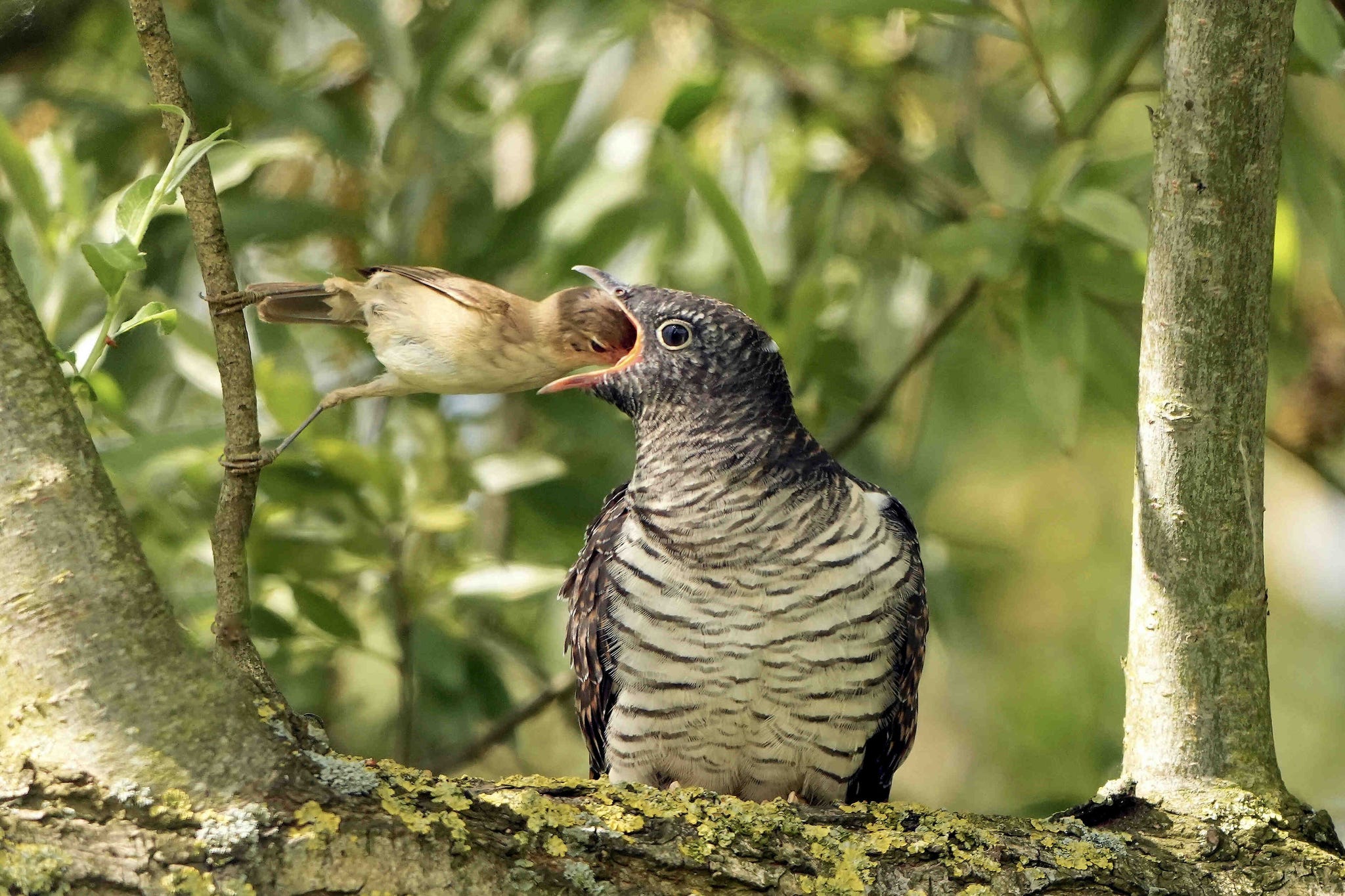 een kleine karekiet die als een goede pleegouder een veel groter koekoeksjong voedt