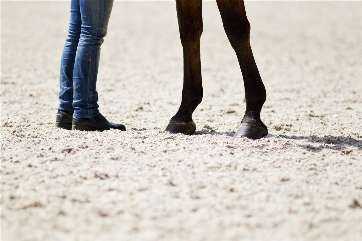 Jonge amazone overleden na ernstig ongeval in Sint-Katelijne-Waver