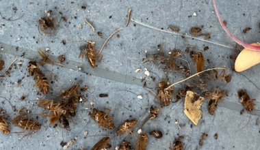 Utrechtse flatbewoners worden na kortgeding eindelijk verlost van kakkerlakkenplaag