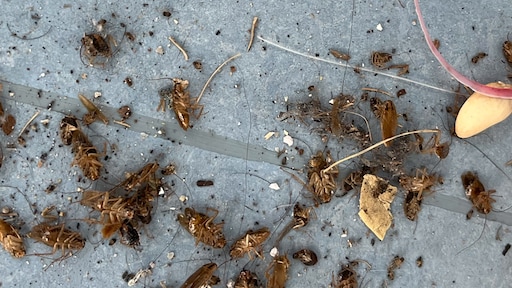 Utrechtse flatbewoners worden na kortgeding eindelijk verlost van kakkerlakkenplaag