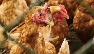 één veertje kan al fataal zijn