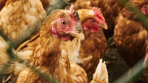 één veertje kan al fataal zijn