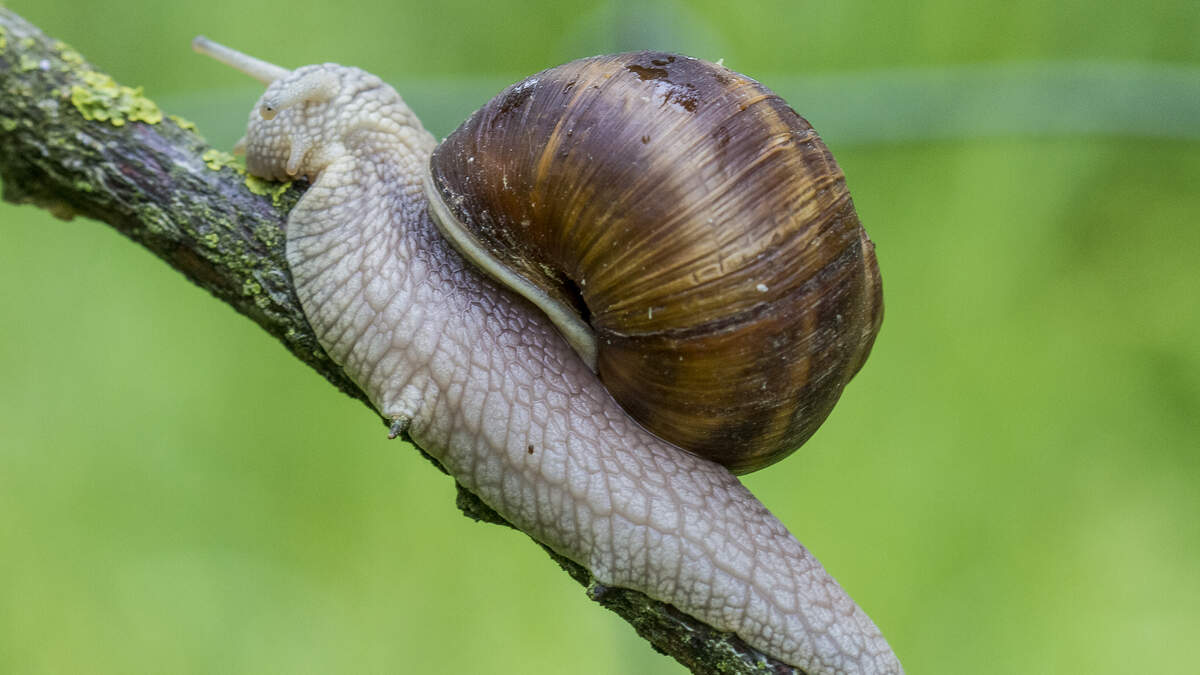 De wijngaardslak