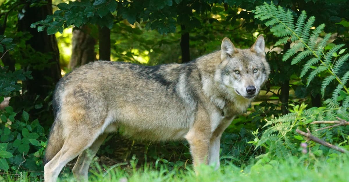 Bijna evenveel wolvenaanvallen als in heel vorig jaar: 'Dit moet veranderen'