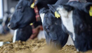 Foto van Stefan Buning