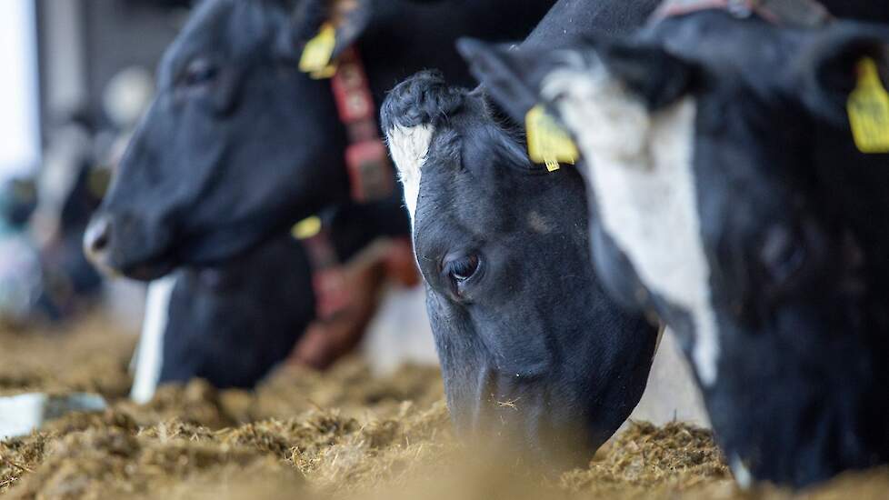 Foto van Stefan Buning