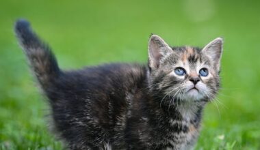 Voor het eerst is in Nederland nu ook een huiskat dood door vogelgriep