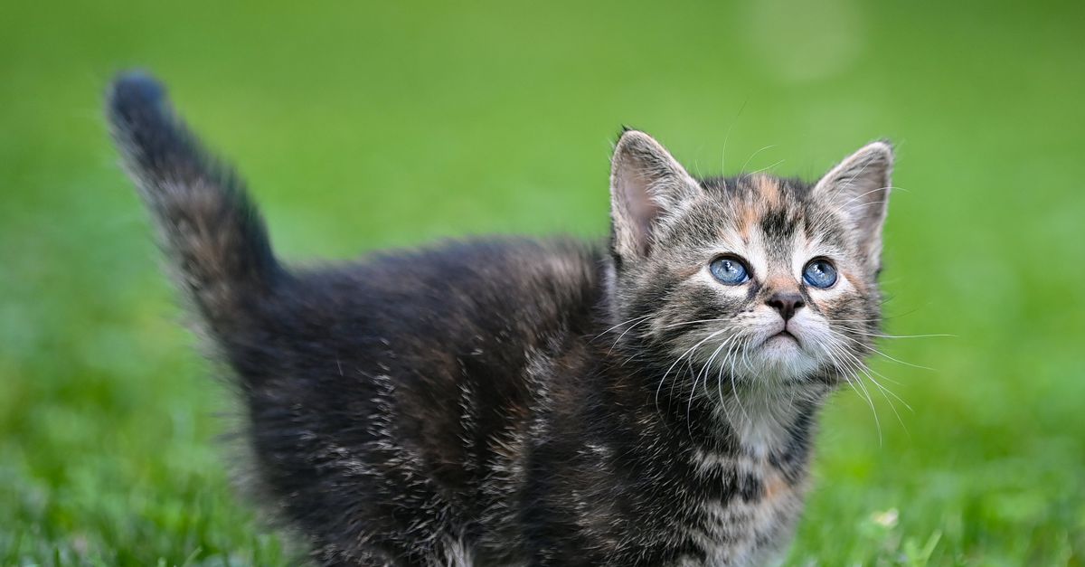 Voor het eerst is in Nederland nu ook een huiskat dood door vogelgriep