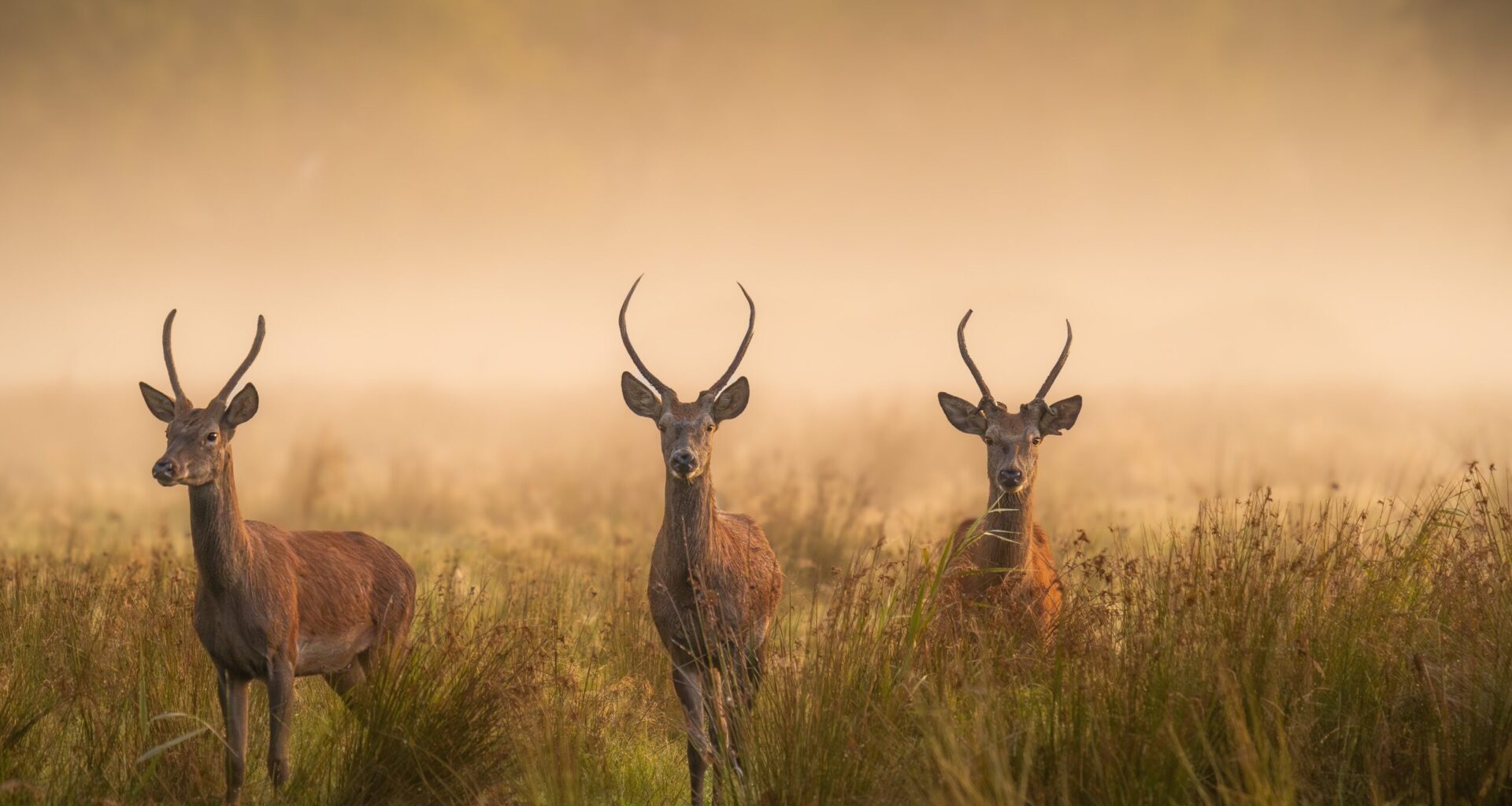 Opvallers Roots-wedstrijd Foto van de Maand november/december 2025 Opvallers Roots Foto van de Maand november/december 2025