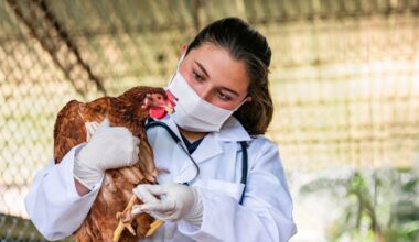 Menselijke vogelgriepvaccins die Nederland insloeg bieden mogelijk goede bescherming, laat nieuw onderzoek zien