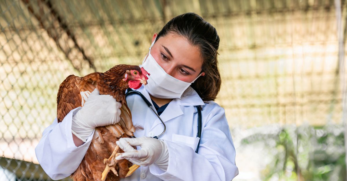 Menselijke vogelgriepvaccins die Nederland insloeg bieden mogelijk goede bescherming, laat nieuw onderzoek zien