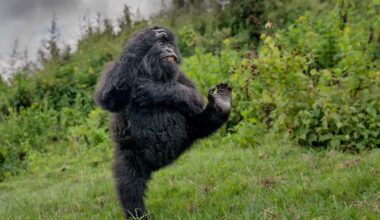Nikon Comedy Wildlife Awards 2025: gorilla wint hoofdprijs met ’High Five’