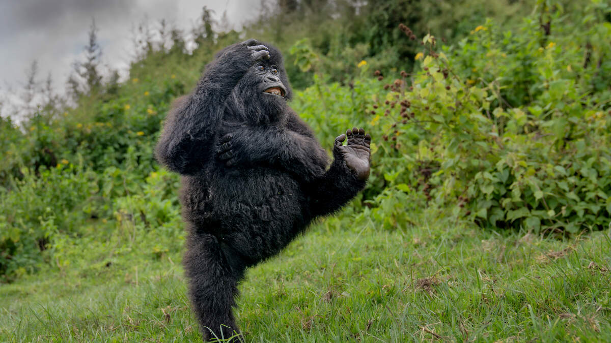Nikon Comedy Wildlife Awards 2025: gorilla wint hoofdprijs met ’High Five’