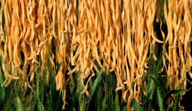 Unesco erkent Italiaanse keuken als immaterieel cultureel erfgoed