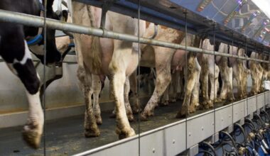 Nederland grootste daler in melkproductie tot 2035