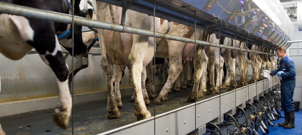 Nederland grootste daler in melkproductie tot 2035