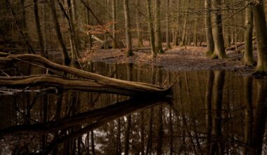 Opinie | De natuur verdient beter, de natuur verdient onze aandacht