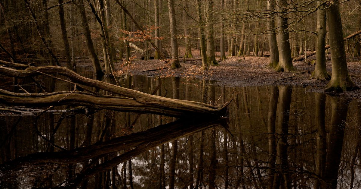 Opinie | De natuur verdient beter, de natuur verdient onze aandacht