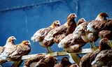 Kippen in het Land van Altena die bij een eerdere uitbraak van vogelgriep opgehokt moesten worden.