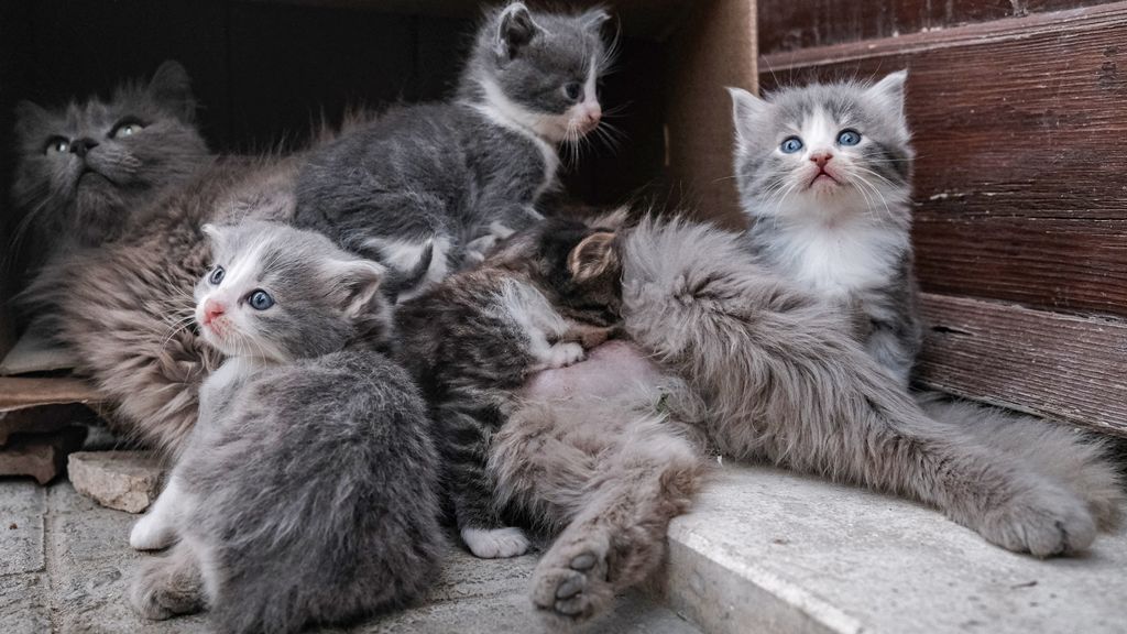 Voor het eerst in Nederland jonge katjes besmet met vogelgriep