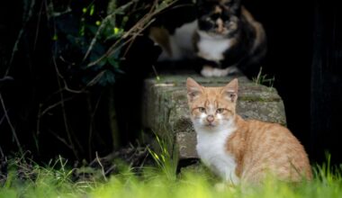 Jonge katten dood door vogelgriep: 'Dit zat eraan te komen' - NOS