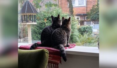 Jonge katjes dood door vogelgriep, moeten de baasjes zich zorgen maken?