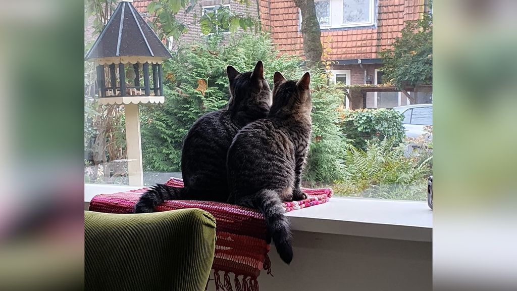 Jonge katjes dood door vogelgriep, moeten de baasjes zich zorgen maken?