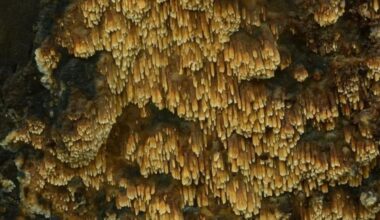 Zeer zeldzame geurende stekelkorstzwam aangetroffen bij Den Helder