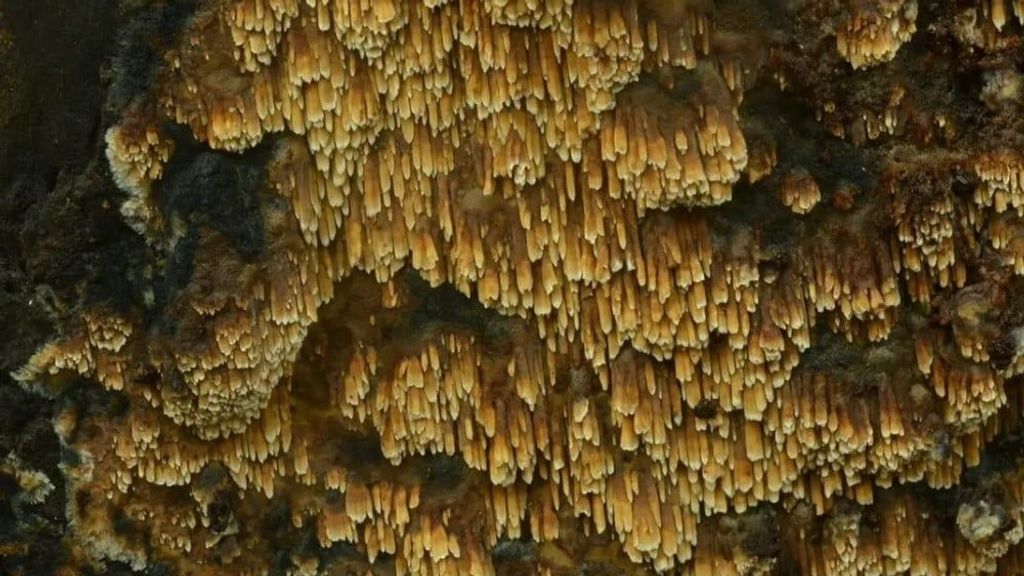 Zeer zeldzame geurende stekelkorstzwam aangetroffen bij Den Helder