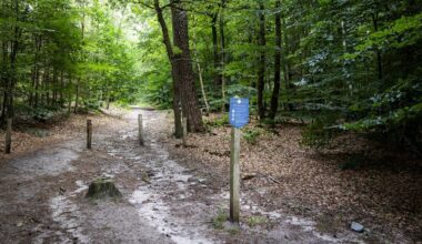 Wolf doodgeschoten op Utrechtse Heuvelrug, mogelijk probleemwolf