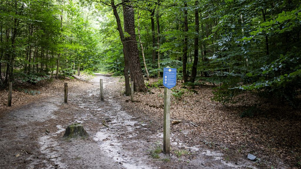 Wolf doodgeschoten op Utrechtse Heuvelrug, mogelijk probleemwolf