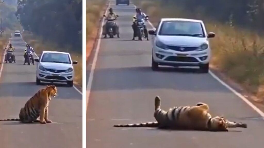Chillende tijger veroorzaakt file in India