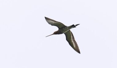 herstel populatie gaat te langzaam