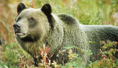 Grizzlybeer die mensen aanviel niet gevonden, Canada staakt zoektocht