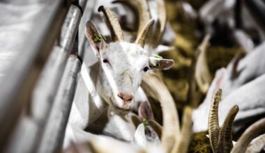 omwonende geitenstal krijgt inderdaad vaker longontsteking