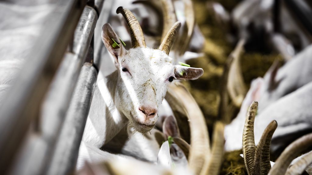 omwonende geitenstal krijgt inderdaad vaker longontsteking