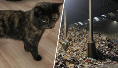 Vermiste poes na avontuur in papiercontainer teruggevonden bij recyclingbedrijf