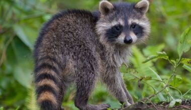 Limburg blijft worstelen met bestrijding van de schadelijke wasbeer