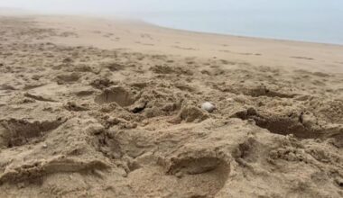 Botresten op strand van Schoorl blijken van al jaren vermiste Belgische man