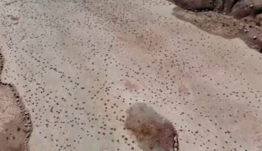 Paleontologen tellen 16.600 pootafdrukken van dino's in Boliviaanse Andes