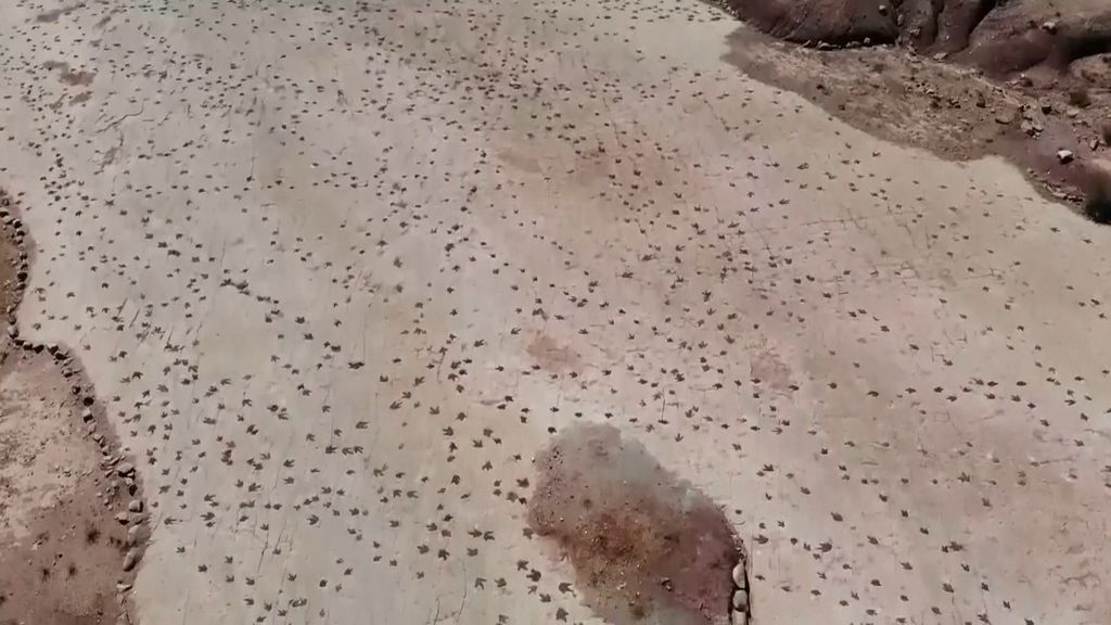 Paleontologen tellen 16.600 pootafdrukken van dino's in Boliviaanse Andes