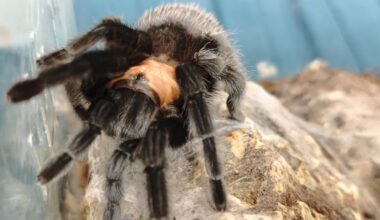Politie vindt 150 vogelspinnen in huis, waaronder giftigste ter wereld