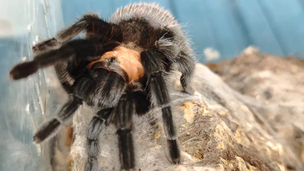Politie vindt 150 vogelspinnen in huis, waaronder giftigste ter wereld