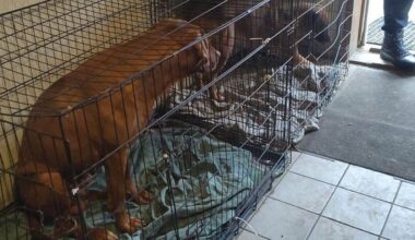 Ruim 80 honden in beslag genomen en agent mishandeld bij fokkerij Paasloo