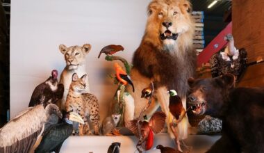 Opgezette leeuwen, apen en paradijsvogels in beslag genomen in Brabant