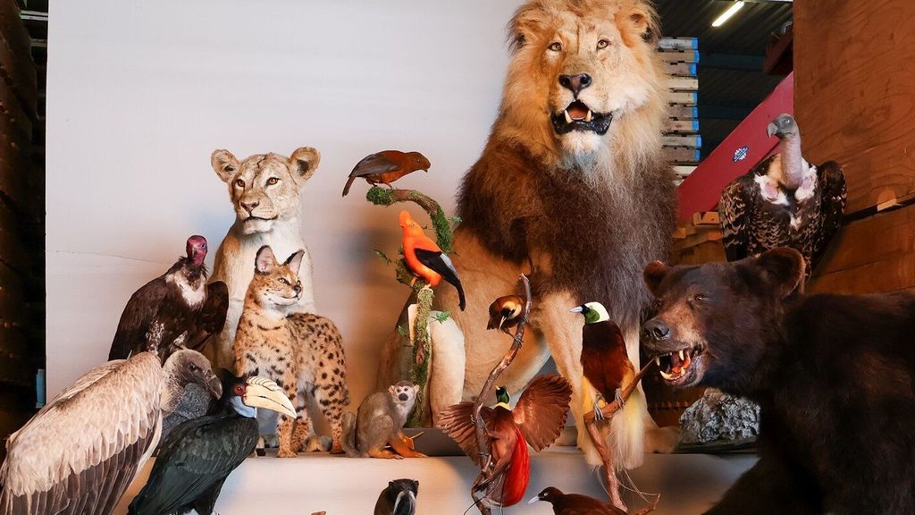 Opgezette leeuwen, apen en paradijsvogels in beslag genomen in Brabant