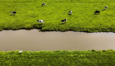 Knallende ruzie in kabinet om mestplan, BBB-minister door eigen partij onder druk gezet