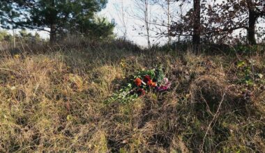 Rotterdams museum wil wolf Bram in collectie 'Dode dieren met een verhaal'